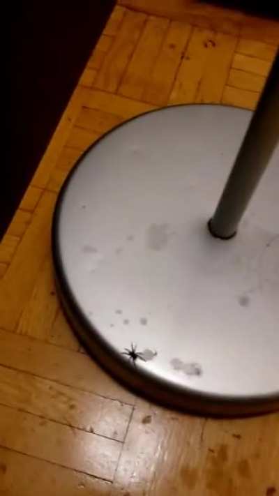 got the spider