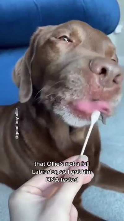 You&rsquo;ll never guess this dogs DNA test results