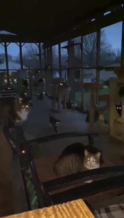 Miaw