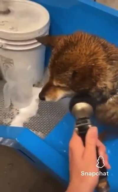 doggo