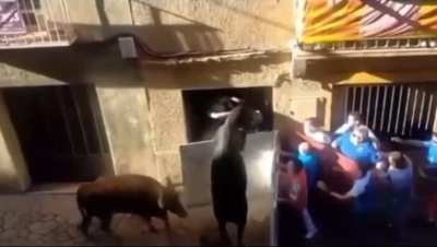 Bull: He didn&rsquo;t just do that! Idiot: Oh Fuck!