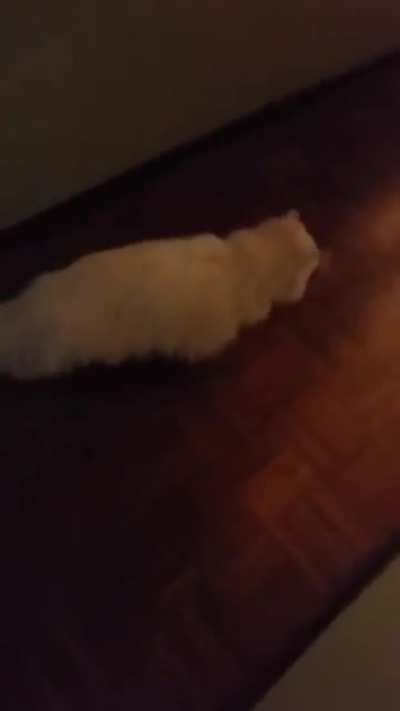 Owner trying to surprise deaf kitty