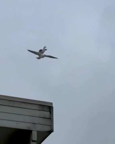 Bird riding a bird