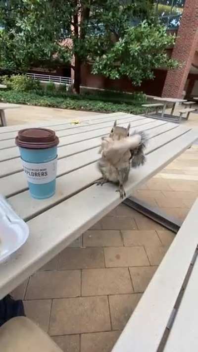Little napkin thief