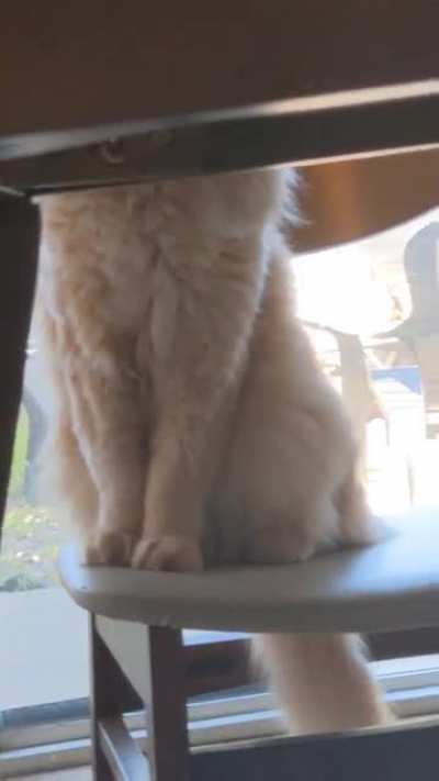 Polite begging