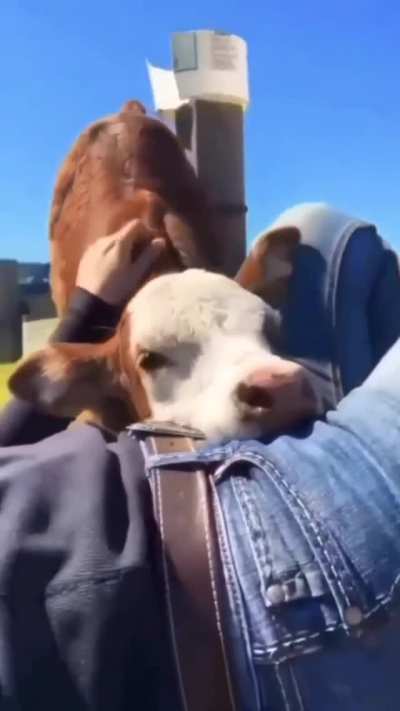 "Okay human. I will accept your pets."