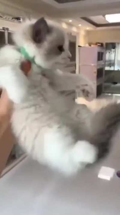 КотоLapse