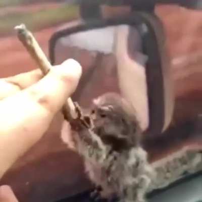 Peita
