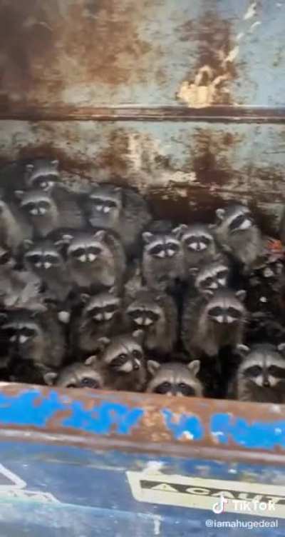 Guy finds a trash panda party going on!