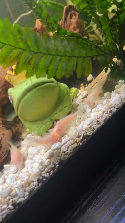They YEARN for the algae Wafer