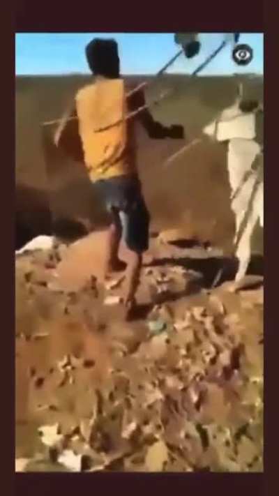 Donkey freak out