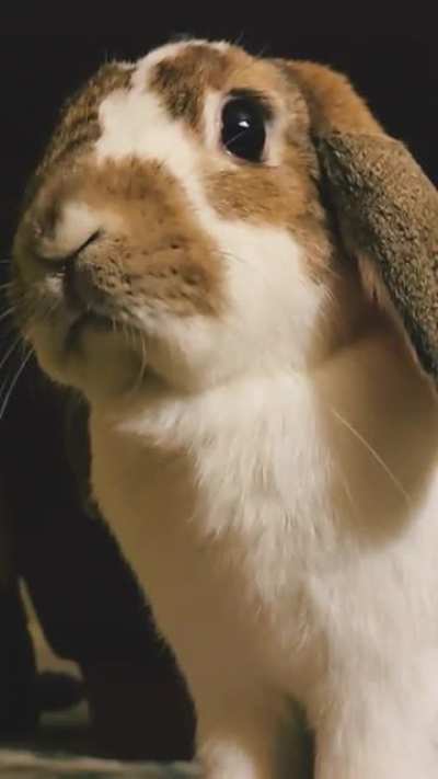That NOSE action!
