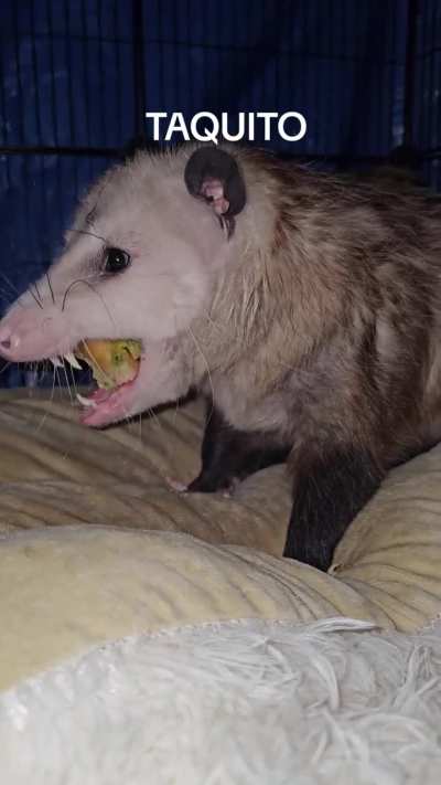 TAQUITO