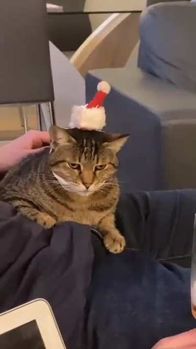 My SIC trying to feel festive&hellip;