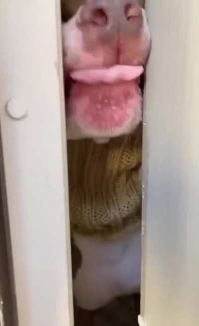 Knitbulls