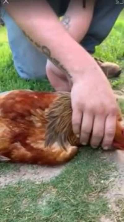 How to hypnotize a rooster