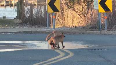 Two foxes playing in Ocean City