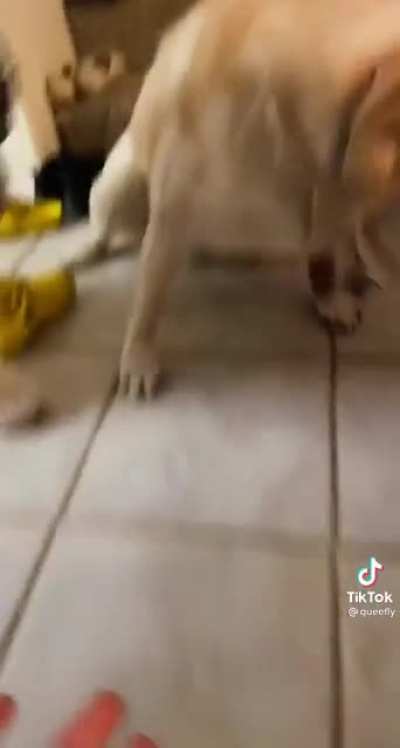 This video prove that cats are the spawns of Satan
