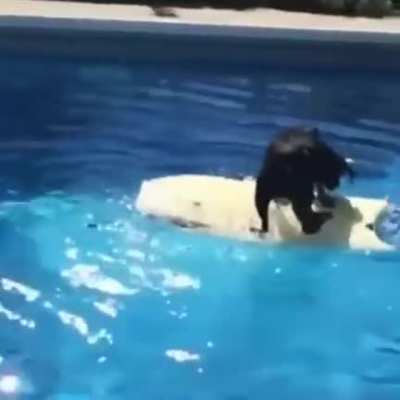 THAT'S GOT TO BE THE BEST PIRATE I'VE EVER SEEN! 🏴&zwj;☠️🐕&zwj;🦺