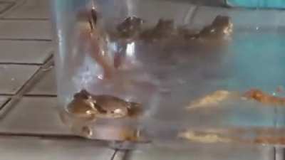 "I brought a bunch of frogs into the house and now everyone's mad at me :("