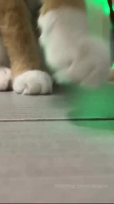 Cool Cat Club