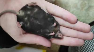 Sleeping microchonk