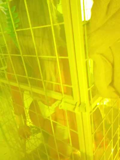 Dancing at a very colorful party in a cage&hellip;. Guess how this party ended&hellip;