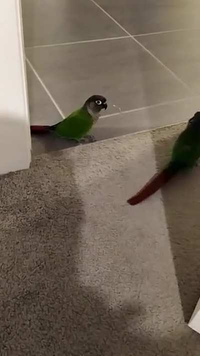 *strut*