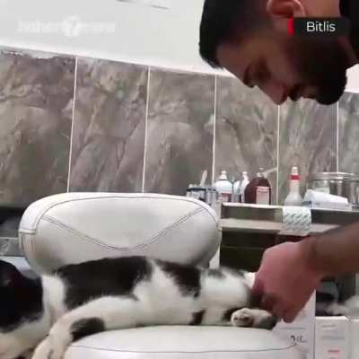Cat with an injured leg went to ER and got help