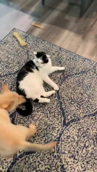Is the cat playing? Sorry, I know this isn&rsquo;t dog behavior necessarily but just wanted to know if I should intervene.