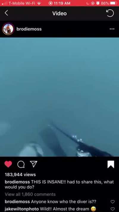 Jaws-Tier Shark Encounter