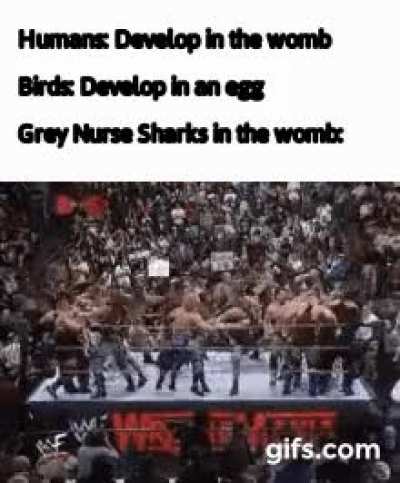 Grey Nurse Sharks really do this, look it up...