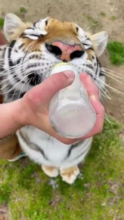 Baby kitty