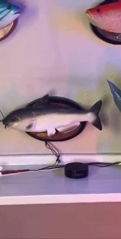 fish.