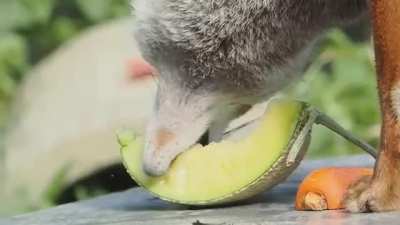 Yummy cantaloupe