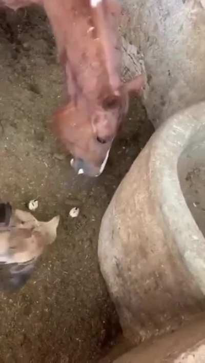 XD