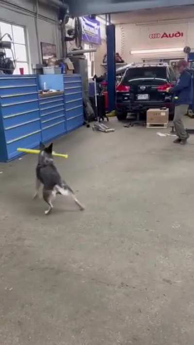 This dog absolutely crushed that ball⚾