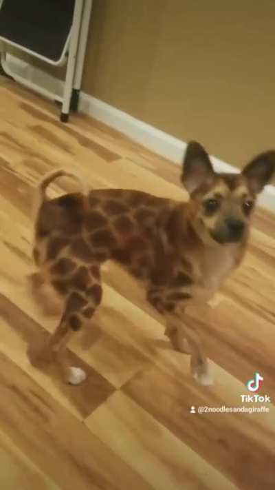 Giraffe-dog does the YMCA