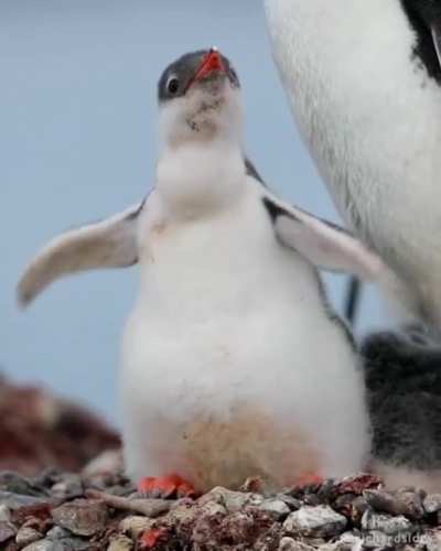Cute baby Penguin