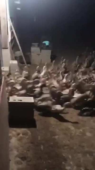 Here they come