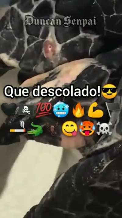 Cingarro e seus benef&iacute;cios