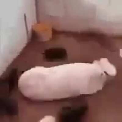 P I G E R B O R E A
