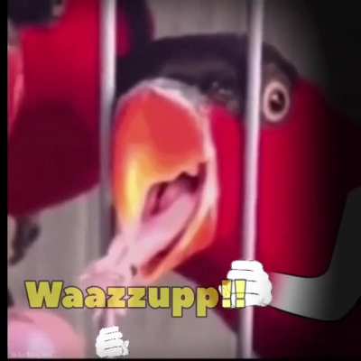 Wazzupp!
