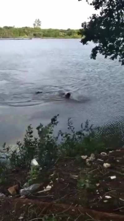 Training to beat Michael Phelps