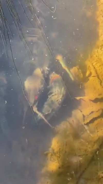 Absolute unit of a Giant Tasmanian Crayfish