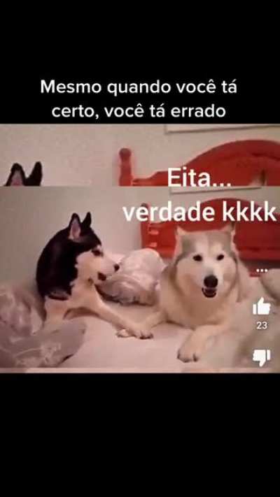 🐶🐶