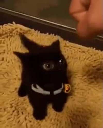 Fear me hooman!!