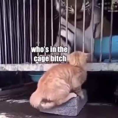 SIGMA CAT