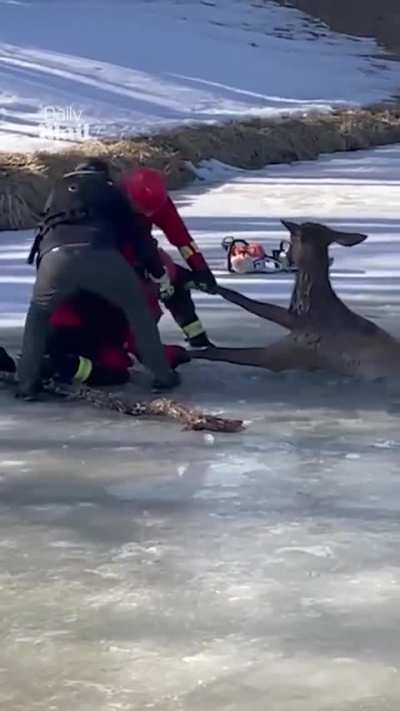 Firefighters rush to stranded elk´s aid