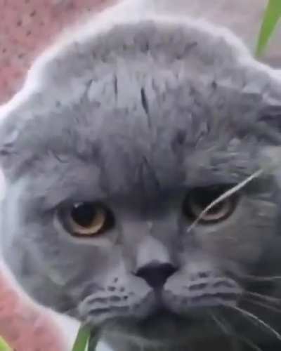 Hey kedy! N-Word'u s&ouml;yleyemezsin bu ayıp